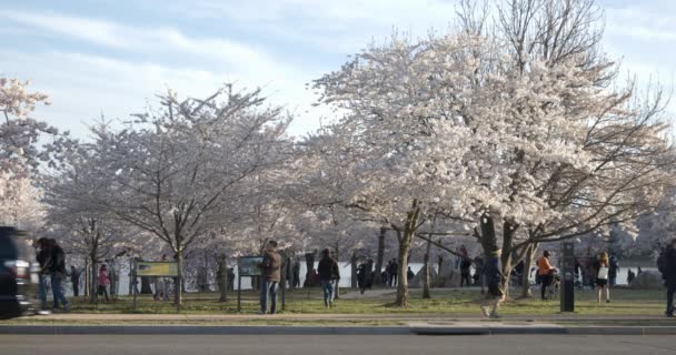 ワシントンDC 、米国- 4月1 、 2019:ワシントンDCの独立アベニューにある吉野の桜 — ストック動画