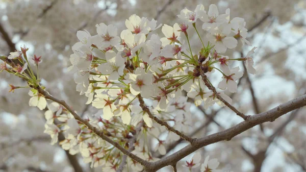 Yoshino-Kirschblüten am Abend in Washington, DC — Stockfoto