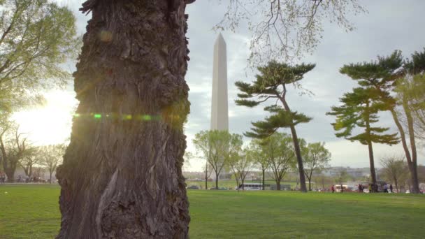 Большое дерево перед монументом Вашингтона — стоковое видео