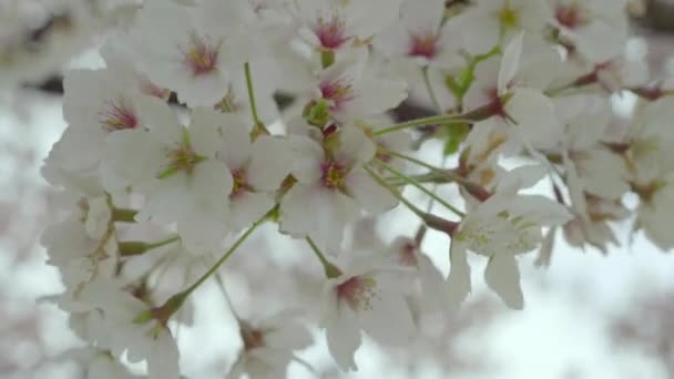 Yoshino Cherry Blossoms Closeup Macro — 图库视频影像