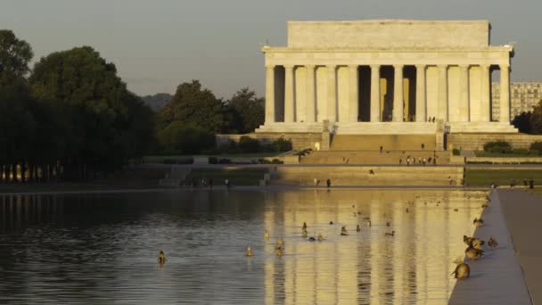 Ducks Swim di depan Lincoln Memorial di Washington, DC — Stok Video