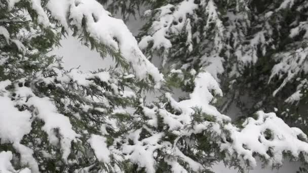 Pinos ondeando con nieve — Vídeo de stock