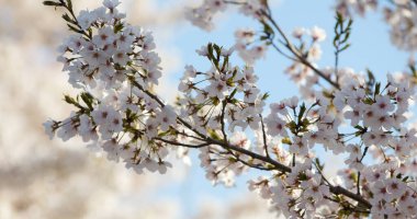 Washington 'daki Yoshino Kiraz Çiçekleri Şubesi Gelgit Havzası Orta Çekimi