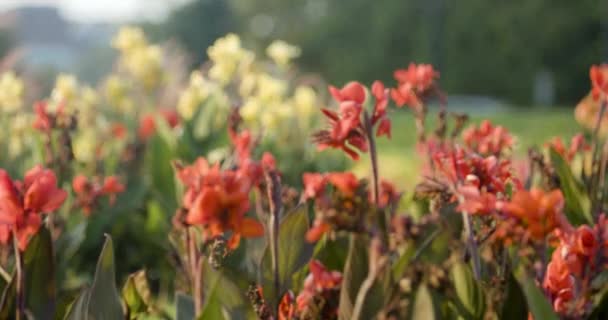 Flores en plena floración en Constitution Gardens en Washington DC — Vídeos de Stock
