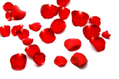 Beyaz arkaplanda güzel bir gül