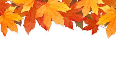 Sonbahar konseptinde kırmızı yaprakların çerçevesi beyaz arka planda izole edilmiştir. Düz konum, üst görünüm, kopyalama alanı.