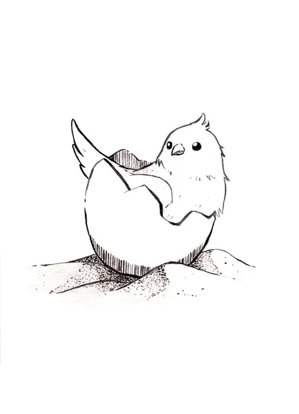 Fåglarna Äggskalet Låg Sanden Linje Ritning Tecknad Stil Illustration Vit — Stockfoto