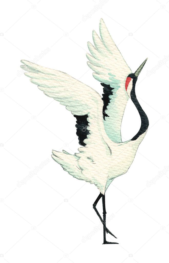 Japanese red-crowned crane isolated on white background. Watercolor hand painted traditional illustration.