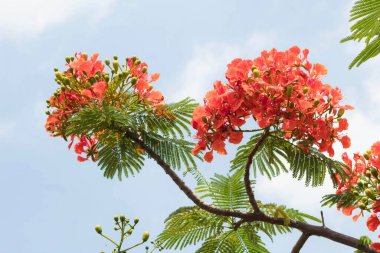 Doğal fotoğraflar: Yaz, pırıl pırıl açan Anka çiçekleri (Vietnam)