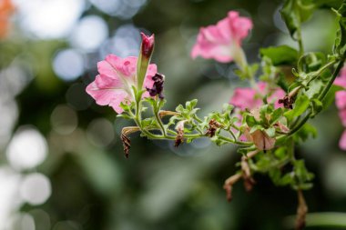 Doğal fotoğraflar: renkli çiçek resimleri (Vietnam)