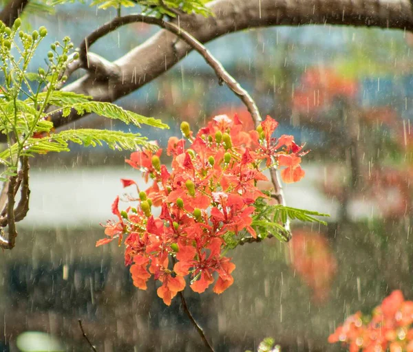 Fotos Naturais Verão Flores Fênix Brilhantemente Florescendo Vietnã — Fotografia de Stock