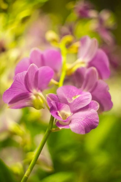 Фотографии Природы Популярно Выращенные Орхидеи Вьетнам — стоковое фото