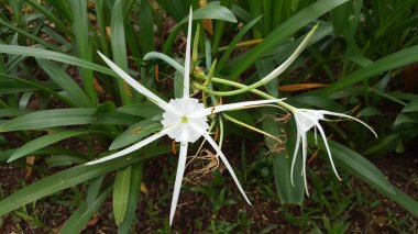 Doğal fotoğraflar: Halk arasında yetişen porselen çiçekler (Vietnam) 