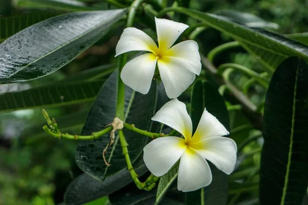Doğal Fotoğraflar Halk Arasında Yetişen Porselen Çiçekler Viet Nam — Stok fotoğraf