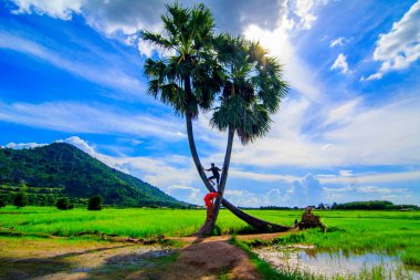 Bunlar sanat fotoğrafları. Yazar, Tay Ninh vilayetinde palmiye ağaçlarıyla oynayan çocukları yakalıyor.