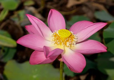 Nilüfer çiçekleri. Yazar, Tam Da lotus gölünde (9. Mıntıka, Ho Chi Minh Şehri) se çiçeğinin bir dizi fotoğrafını çekti. Lotus mevsimi çok güzel. Nilüfer tarlası bir resim kadar güzel..