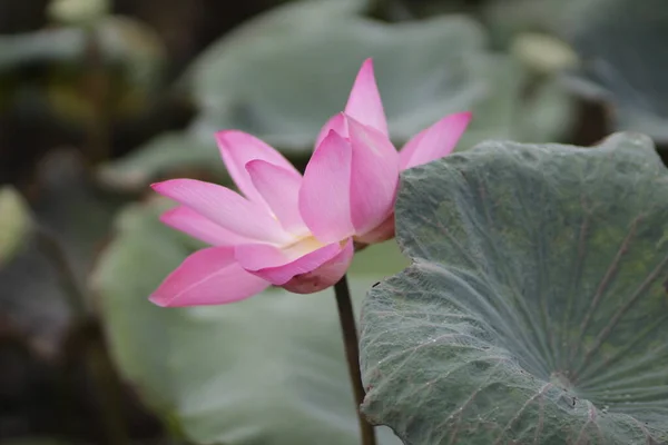 Naturbilder Lotusblommor Författaren Tog Serie Bilder Blommor Tam Lotus Lagun — Stockfoto