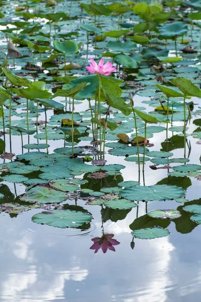 Fotos Naturais Flores Lótus Autor Tirou Uma Série Fotos Flores — Fotografia de Stock