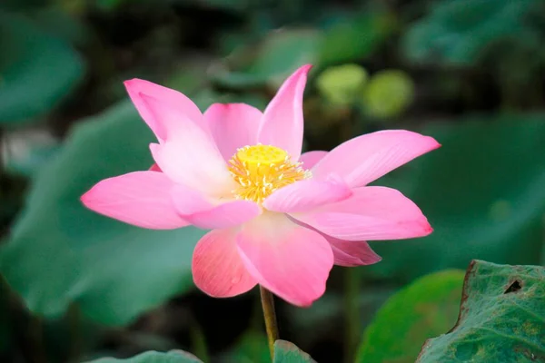 Natural Photos Lotus Flowers Author Took Series Photos Flowers Tam — Stock Photo, Image