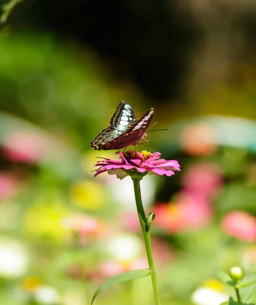 Författaren Tog Uppsättning Bilder Fjärilar Den Botaniska Trädgården Mycket Vackra — Stockfoto