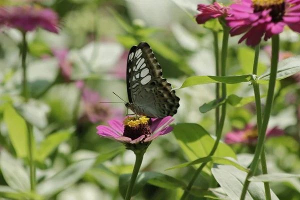 Yazar Botanik Bahçesinde Kelebeklerin Fotoğraflarını Çekmiş Çok Güzel Renkli Kelebekler — Stok fotoğraf