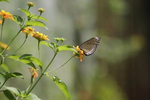 Yazar Botanik Bahçesinde Kelebeklerin Fotoğraflarını Çekmiş Çok Güzel Renkli Kelebekler — Stok fotoğraf