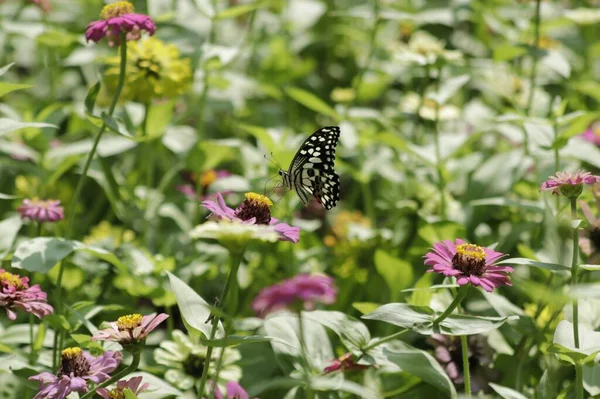 Autor Zrobił Zestaw Zdjęć Motyli Ogrodzie Botanicznym Bardzo Piękne Kolorowe — Zdjęcie stockowe