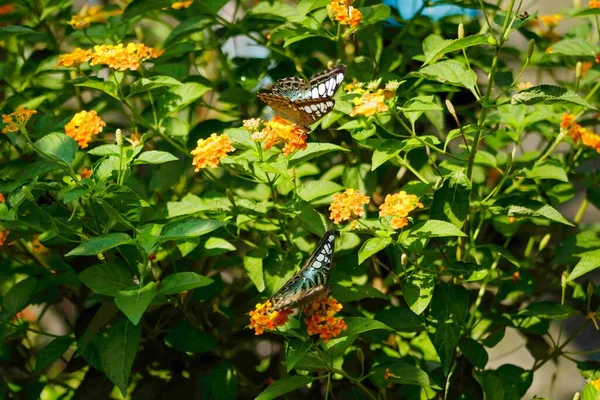 作者在植物园里拍了一组蝴蝶的照片 非常漂亮 五彩斑斓的蝴蝶构成了一幅非常漂亮的图画 — 图库照片