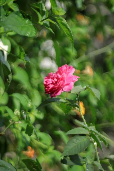 Foto Naturaleza Rose Flowers —  Fotos de Stock