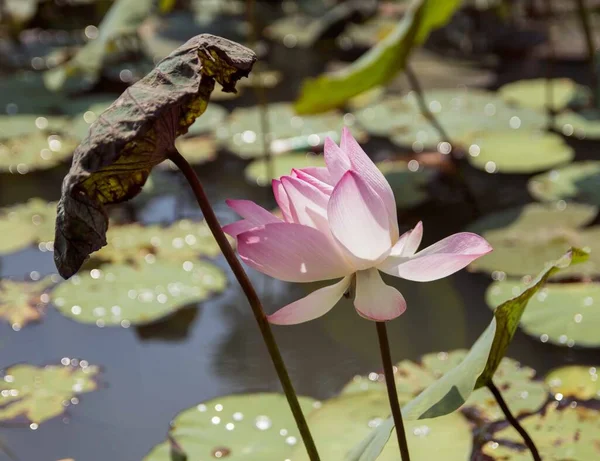 Der Autor Fotografierte Lotusblumen Der Lagune Von Tam Distrikt Chi — Stockfoto