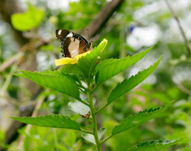 Doğal fotoğraf: Botanik Bahçesinde Kelebek (Vietnam)
