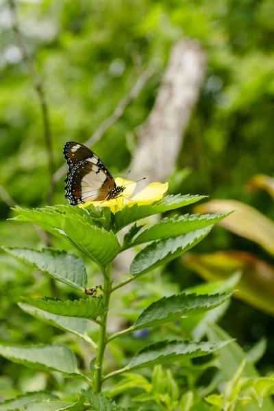 Naturalne Zdjęcie Motyl Ogrodzie Botanicznym Wietnam — Zdjęcie stockowe