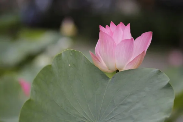 Auteur Pris Une Série Photos Fleurs Lotus Tam Lagoon District — Photo