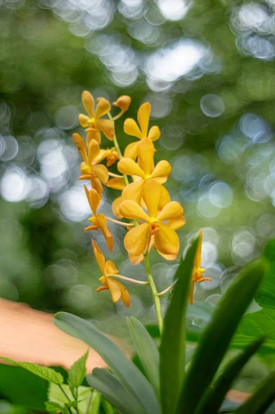 Přírodní Fotografie Populárně Pěstované Orchideje Vietnam — Stock fotografie