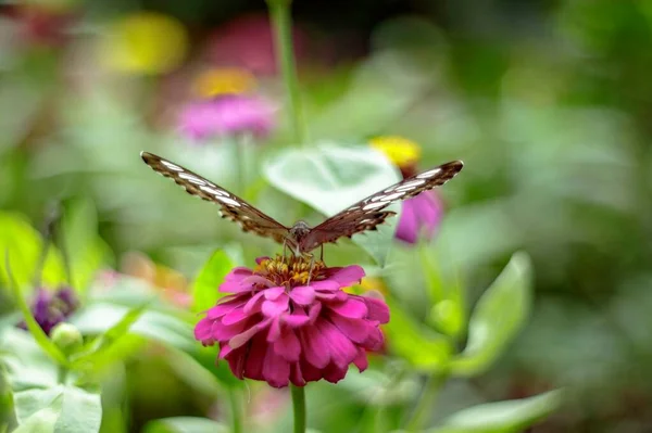 Naturalne Zdjęcie Motyl Ogrodzie Botanicznym Wietnam — Zdjęcie stockowe