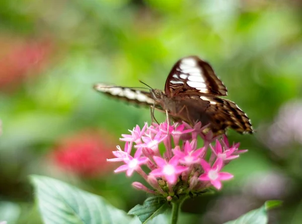Doğal Fotoğraf Botanik Bahçesinde Kelebek Vietnam — Stok fotoğraf