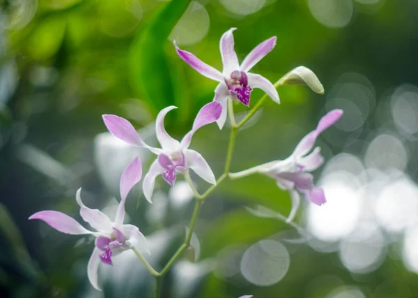 Autor Pořídil Tuto Fotografii Botanické Zahradě Chi Minh City Vietnam — Stock fotografie