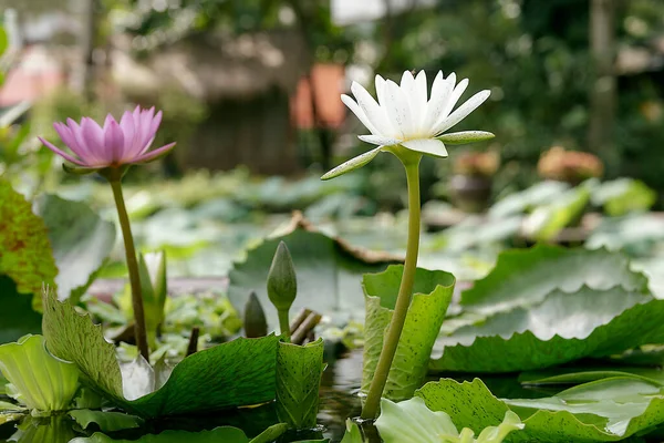 Autor Tirou Esta Foto Aldeia Turística Binh Qoi Thanh Cidade — Fotografia de Stock