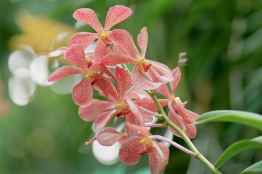 Yazar bu fotoğrafı botanik bahçesinde çekti (Ho Chi Minh City, Vietnam). Fotoğraf 29 Ağustos 2020 sabahı çekilmiştir. İçerik, orkidelerin sabah güneşi altında çiçek açmasıdır..