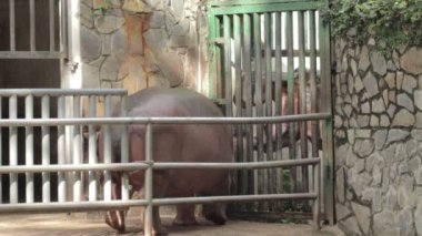 Vahşi yaşam videosu: Botanik Bahçeleri Saigonu 'ndaki cüce su aygırı (Viet Nam) 