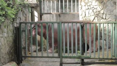 Vahşi yaşam videosu: Botanik Bahçeleri Saigonu 'ndaki cüce su aygırı (Viet Nam) 