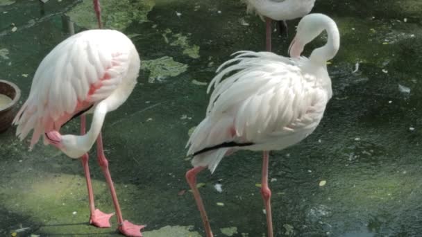 Vídeo Vida Selvagem Flamingo Zoológico Saigão Jardins Botânicos Vietnã — Vídeo de Stock