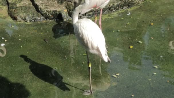 Video Flamingo Grădina Zoologică Saigon Grădinile Botanice Vietnam — Videoclip de stoc