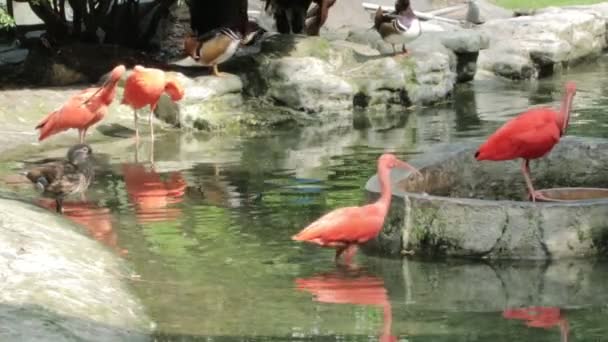 野生动物视频 西贡动物园和植物园的火烈鸟 — 图库视频影像