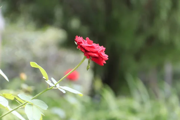 Foto Rosenblüten — Stockfoto