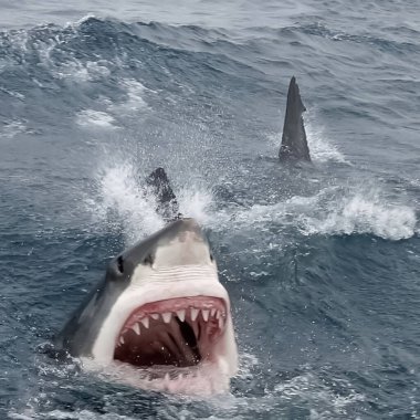 Köpekbalığı fotoğrafının okyanusta seçici bir derinliği var. Büyük vücut fotoğrafçılığı çevresel koruma Meksika, Amerikan köpekbalığı, tropikal, nesli tükenmekte olan, dalış, dalış, dalış, fok, Cape.