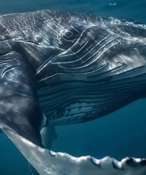 クジラの写真は 海洋におけるフィールド選択的フォーカスの浅い深さを持っていますビッグボディ野生動物の写真環境保全は 商業と編集の使用を持っていますメキシコ アメリカのサメ海洋熱帯 絶滅危惧種 偽キラー フィン ザトウクジラ — ストック写真