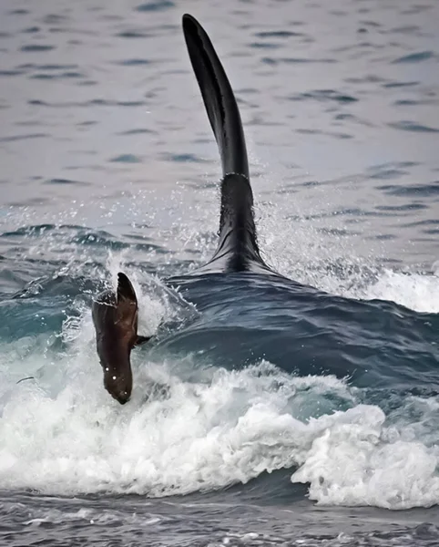 フィンクジラの写真は 海洋におけるフィールド選択的フォーカスの浅い深さを持っていますビッグボディ野生動物の写真環境保全は 商業と編集の使用を持っていますメキシコ アメリカのサメ海洋熱帯 絶滅危惧種 偽キラー フィン ザトウクジラ — ストック写真