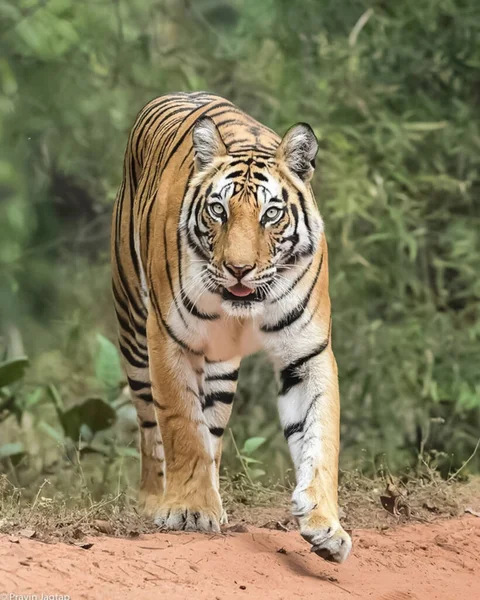 Itinérance Des Tigres Dans Forêt — Photo