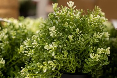 Ekoloji konsepti. Yeşil yapay plastik bitkinin yakın plan çalılığı. yumuşak odak, bulanık arkaplan